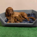 Dog Box D6435