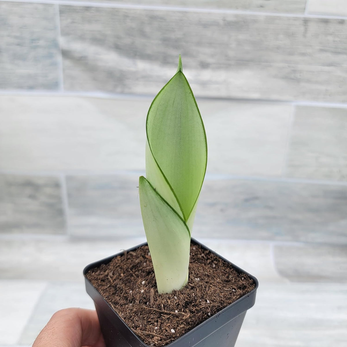 3 inch Pot Sansevieria Snake House Plant N779803