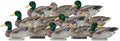 12 Pack Flocked Head Mallard Decoys R672401