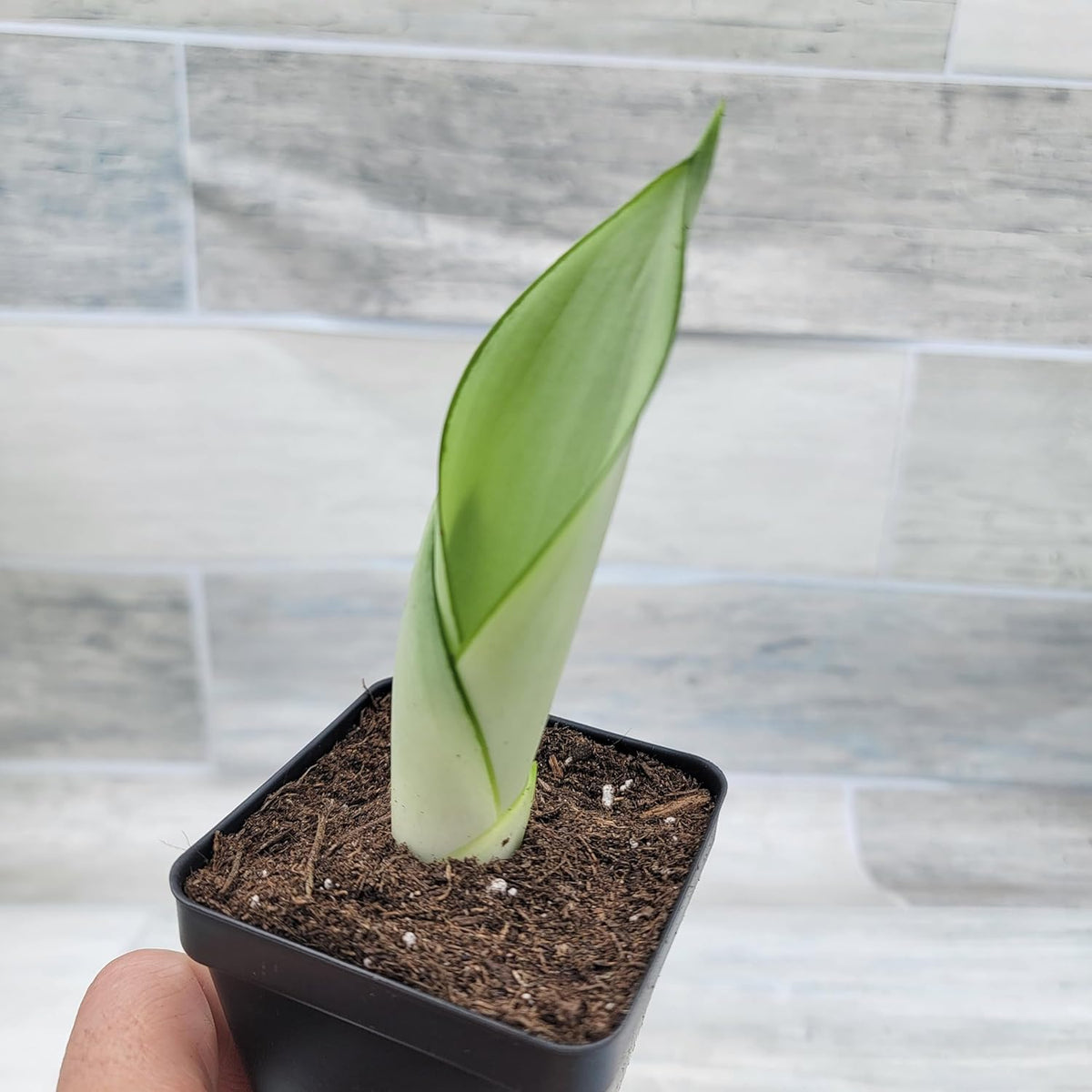 3 inch Pot Sansevieria Snake House Plant N779803