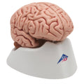 Anatomical Model Classic Brain 5-Part F40410